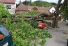 Chatham Valleytree-felling-services-41.jpg; ?>